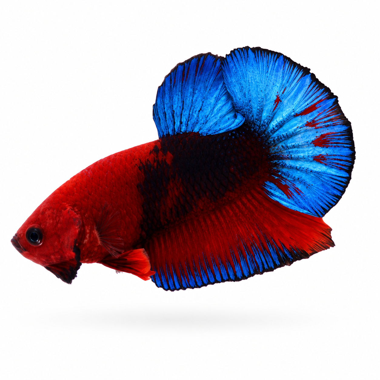 Blue Rim Butterfly HMPK Betta