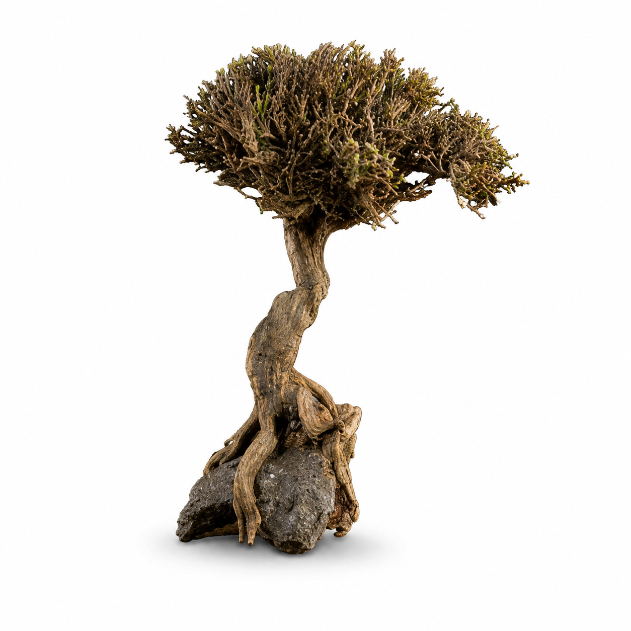 Akvaryum Bonsai Ağacı Dekoru 22-32 cm