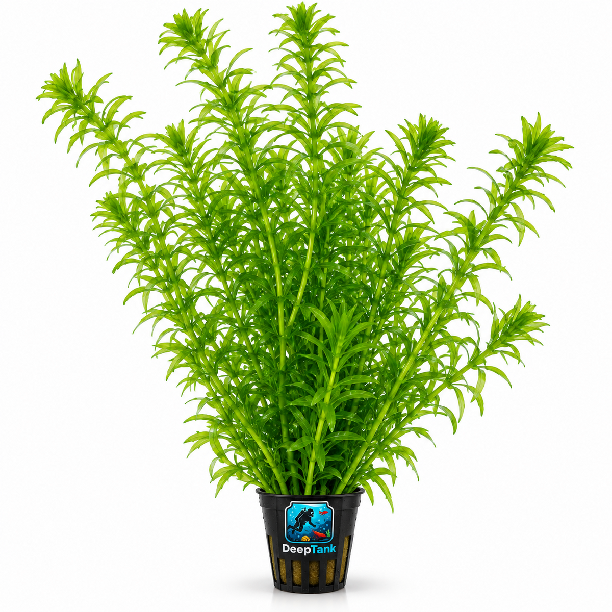Elodea akvaryum bitkisi