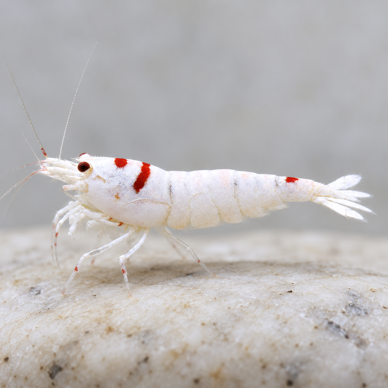 PRL Smile SS Caridina karidesi