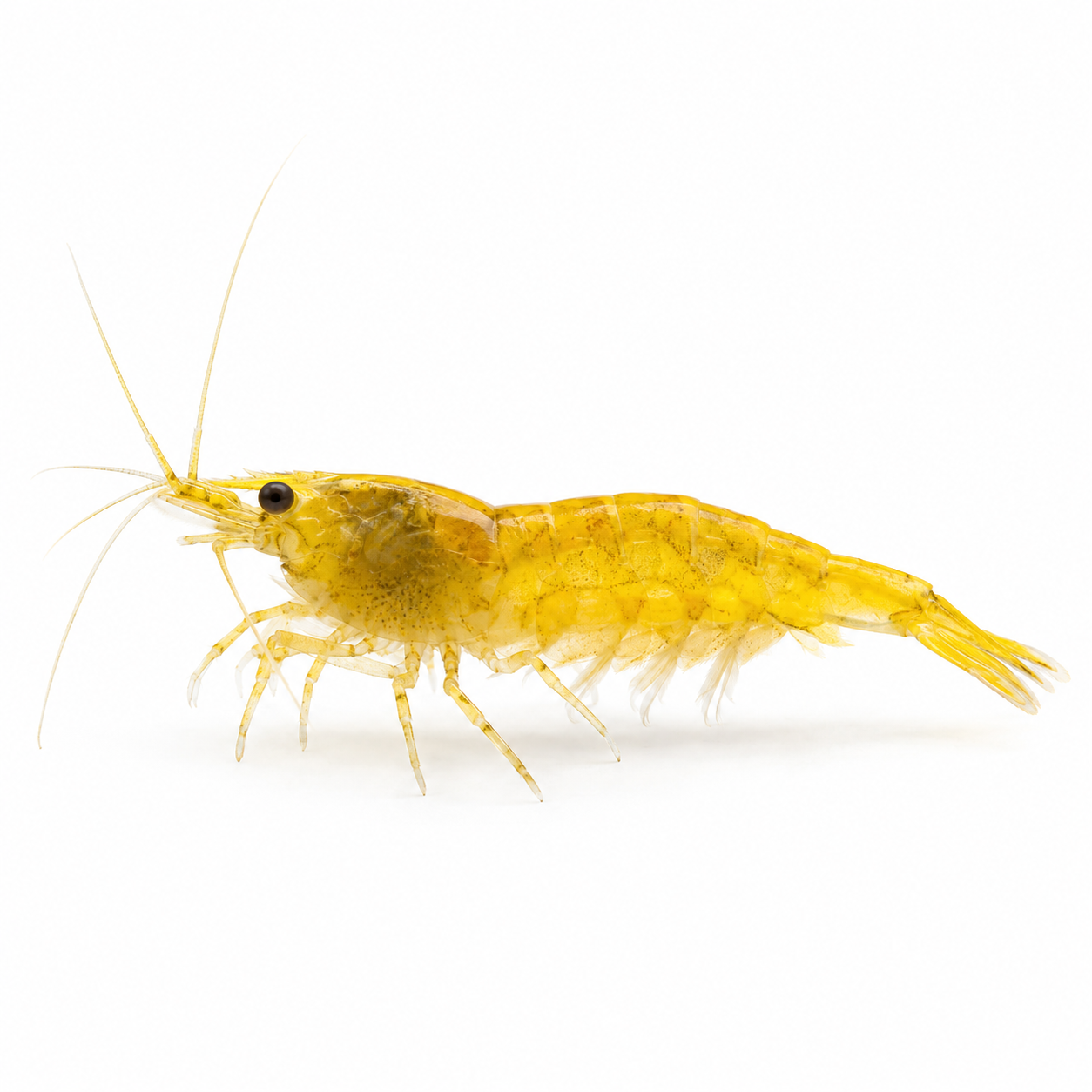 Sarı Ateş Neocaridina karides - 1 adet