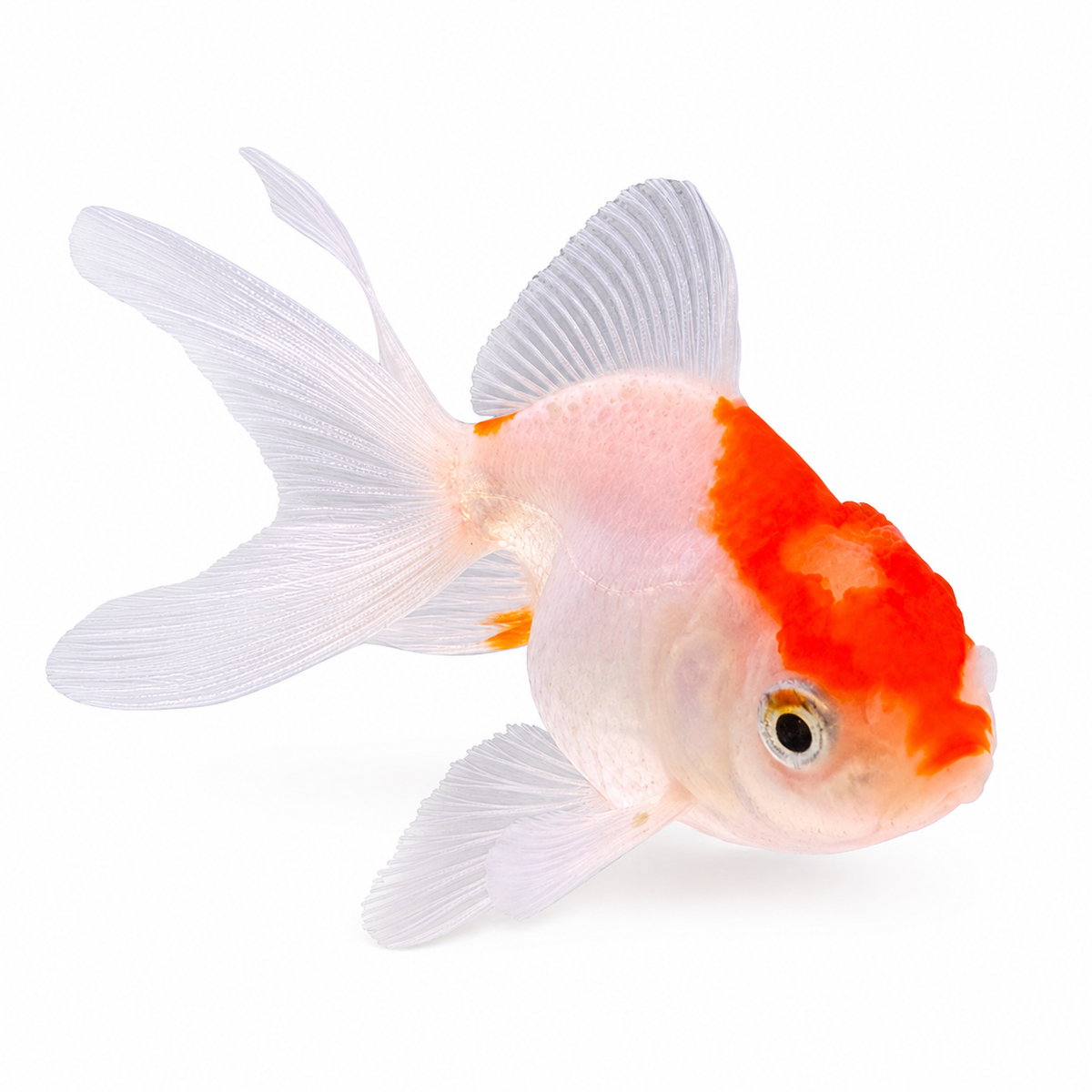 Yerli Oranda SM Boy