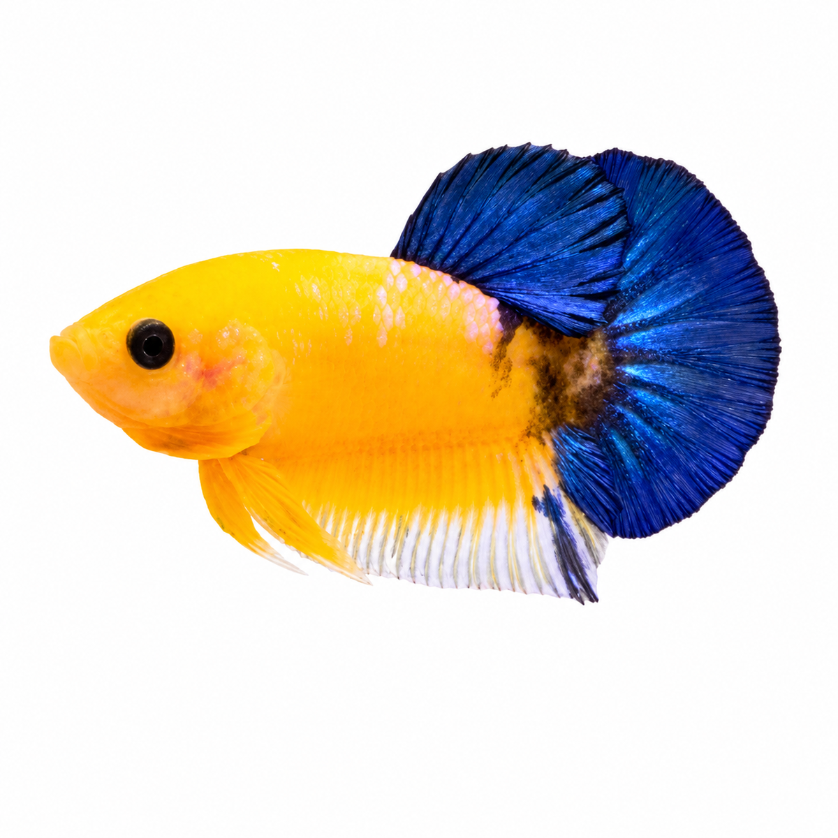 Yellow Body Blue Tail HMPK Betta