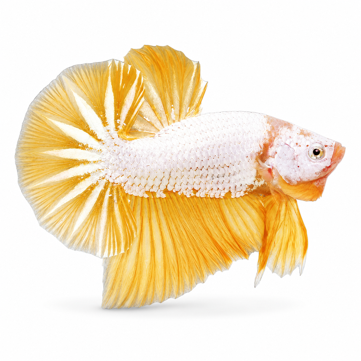 E-Betta Dragon Gold HMPK
