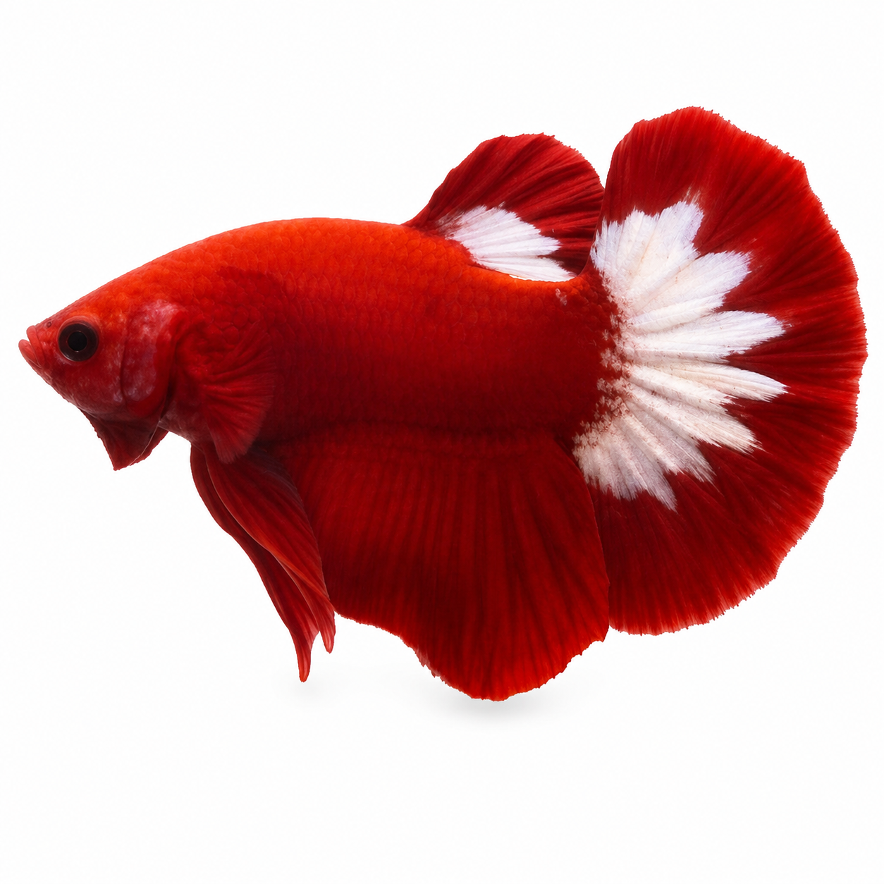 Full Red FFCP Betta