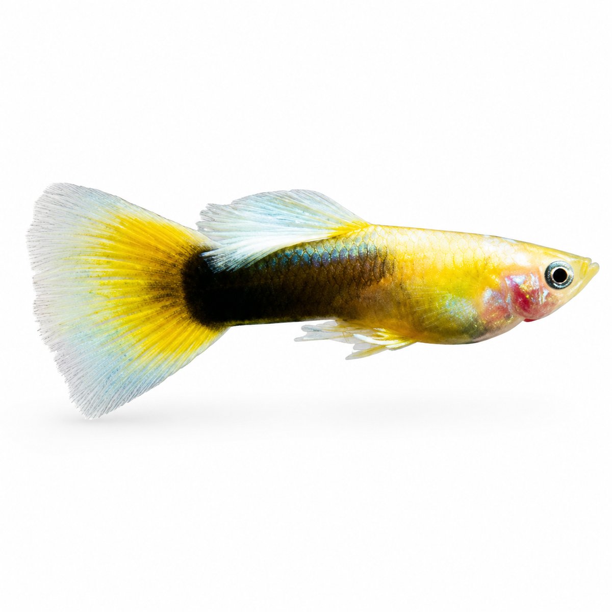 Yellow Tuxedo Lepistes ÇİFT