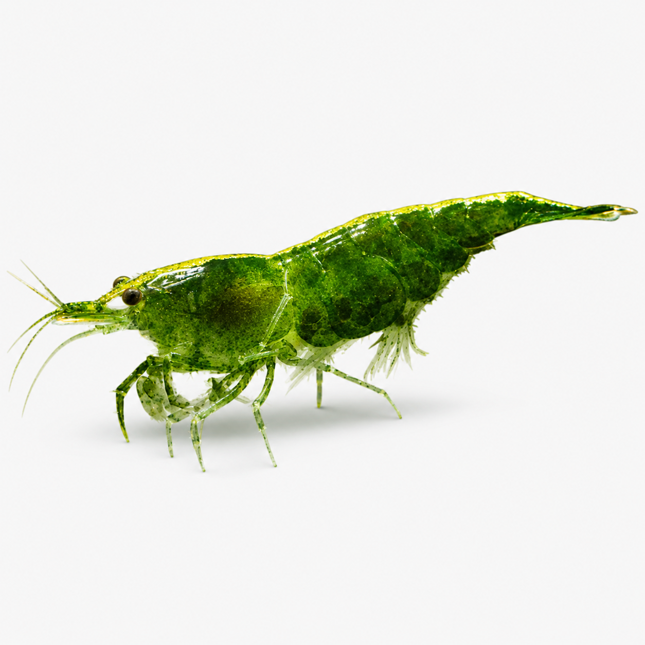 Neocaridina Yeşil Jade Tatlı Su Karidesi - 1 Adet