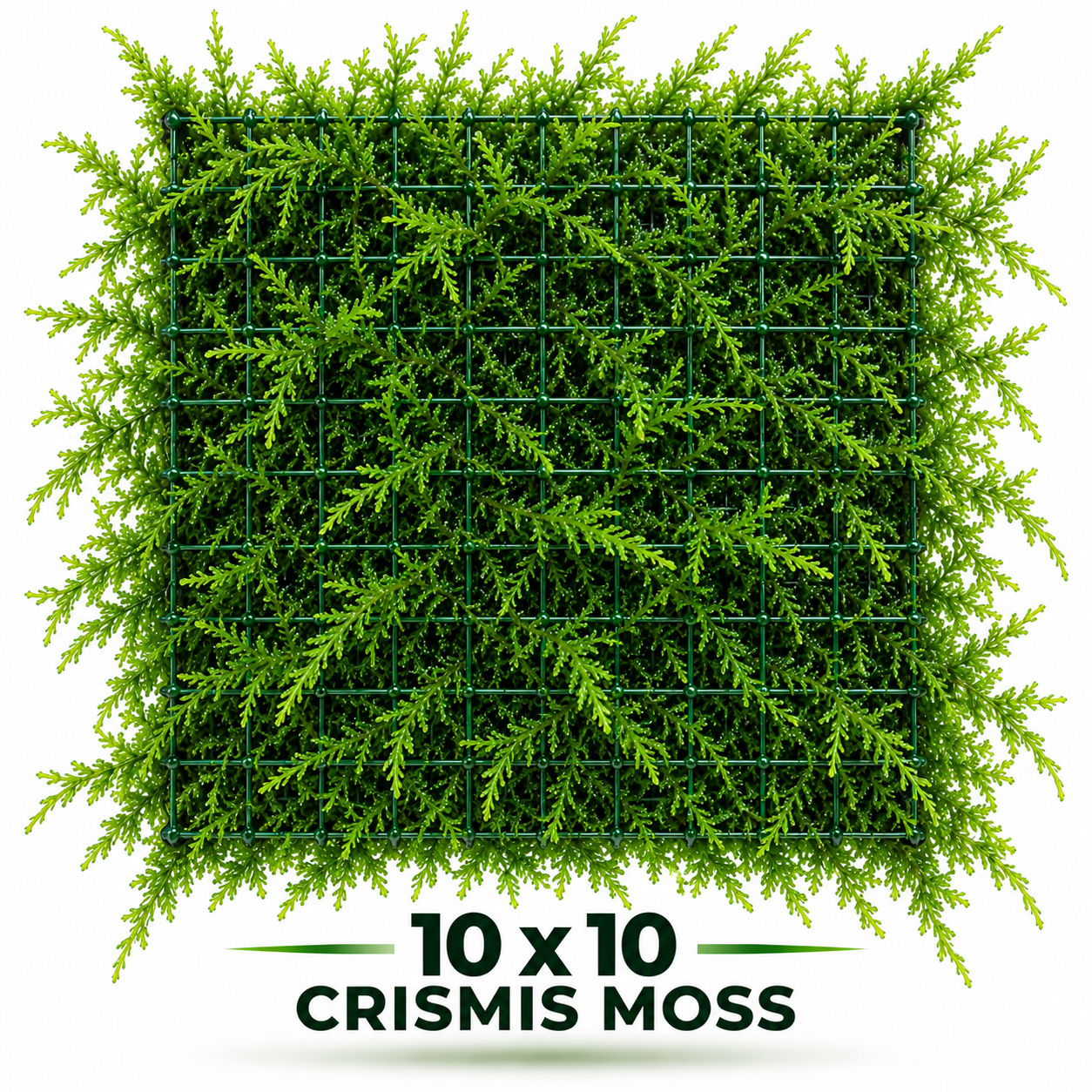 Christmas Moss 10x10 cm file