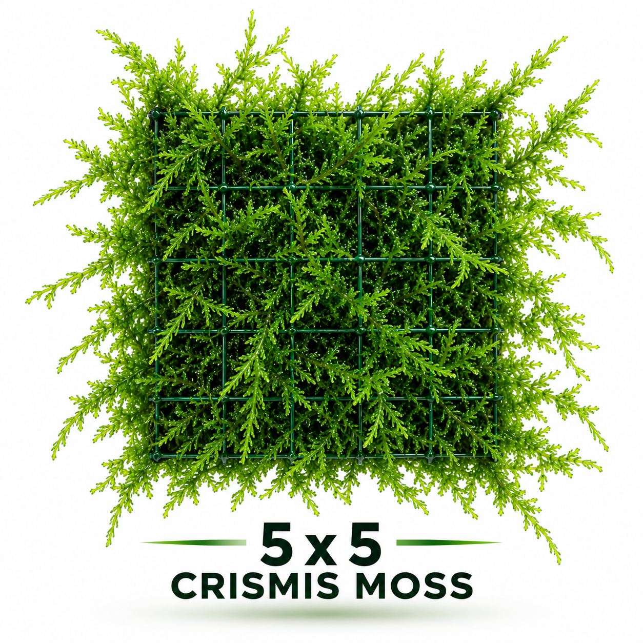 Christmas Moss 5x5 cm file