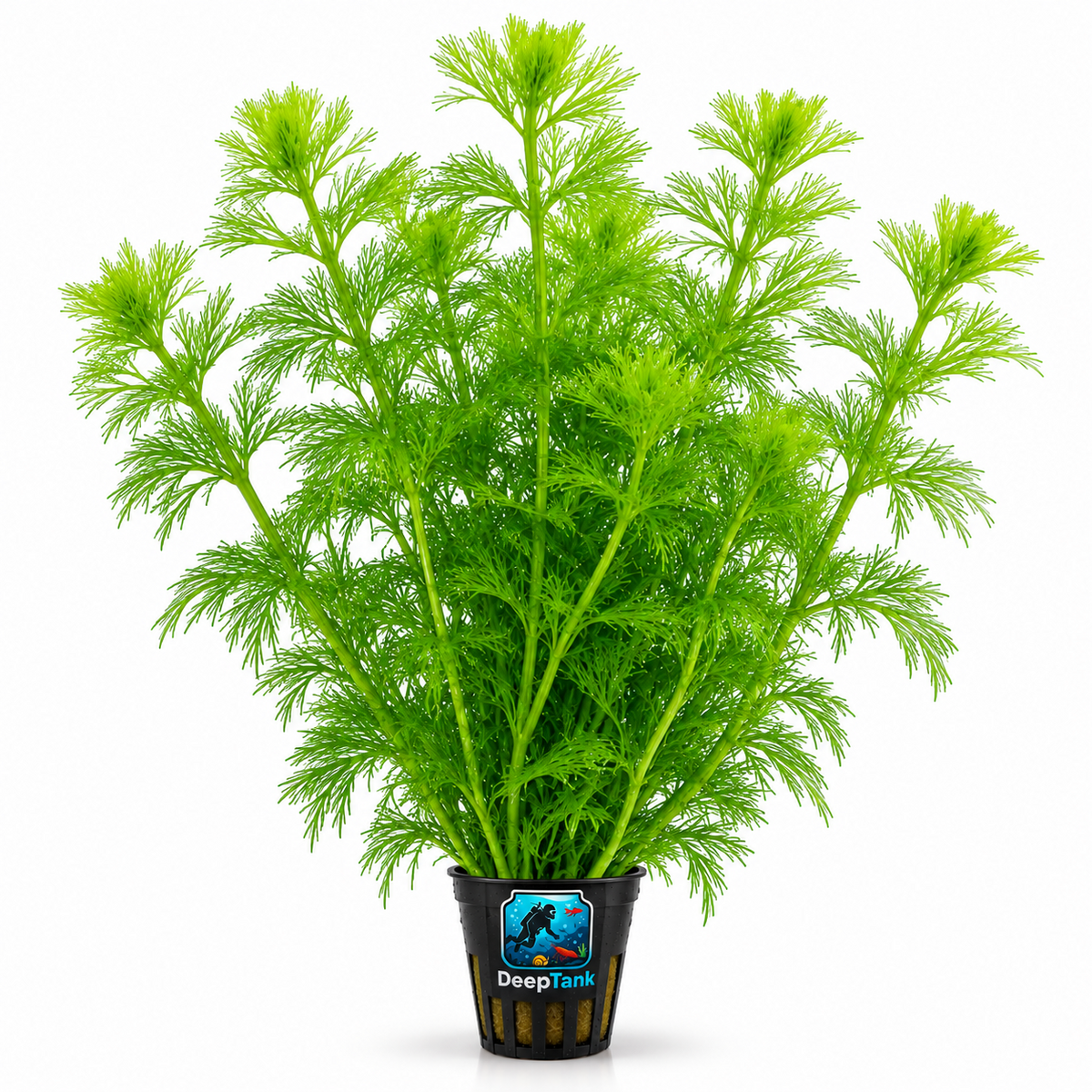 Limnophila sessiliflora akvaryum bitkisi