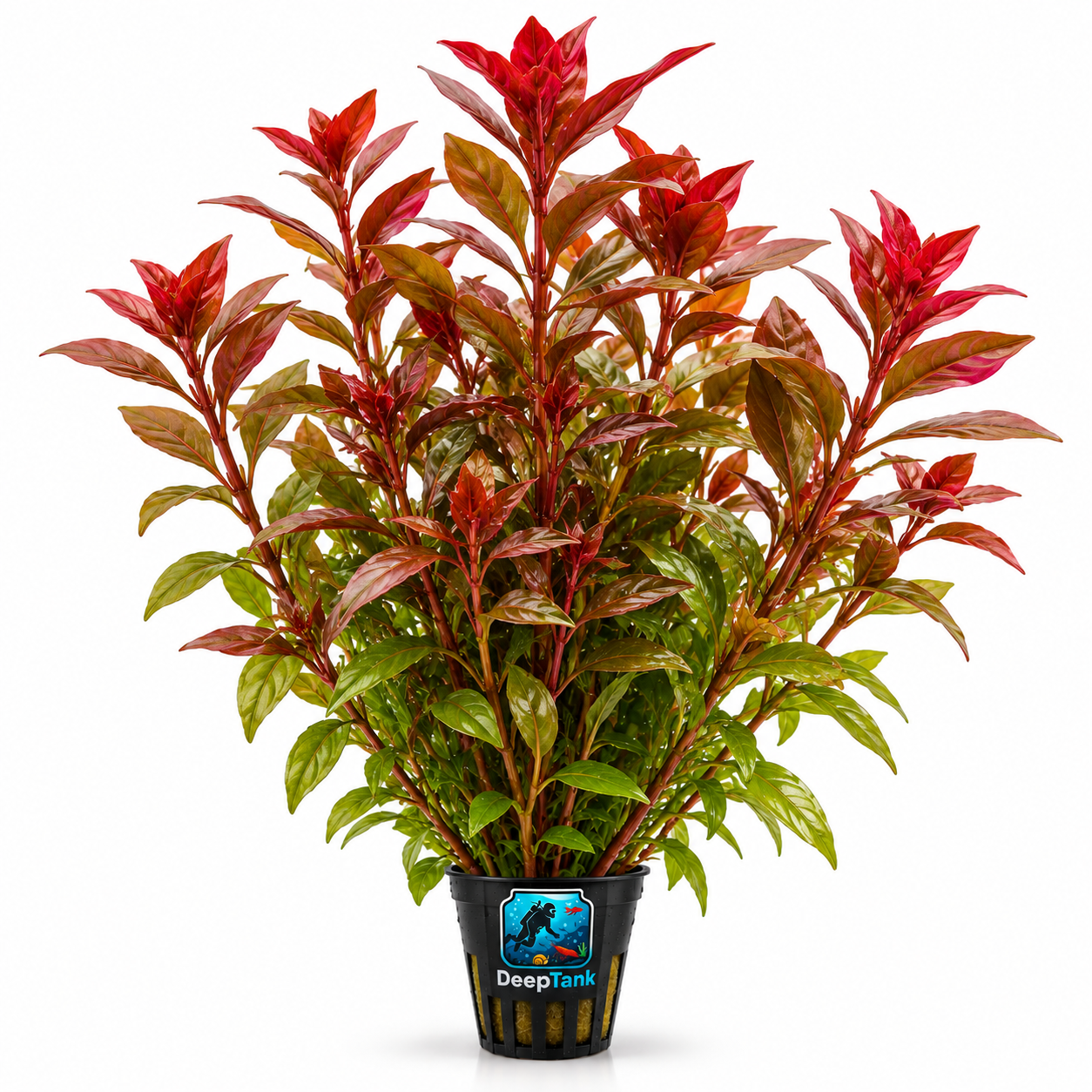 Ludwigia repens akvaryum bitkisi