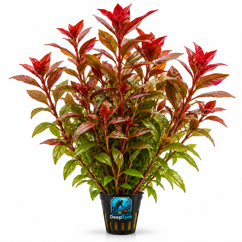 Ludwigia Repens – 1 Saksı