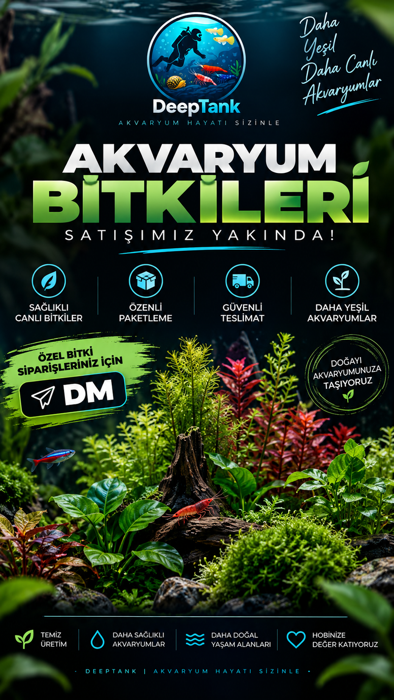 Bitkiler