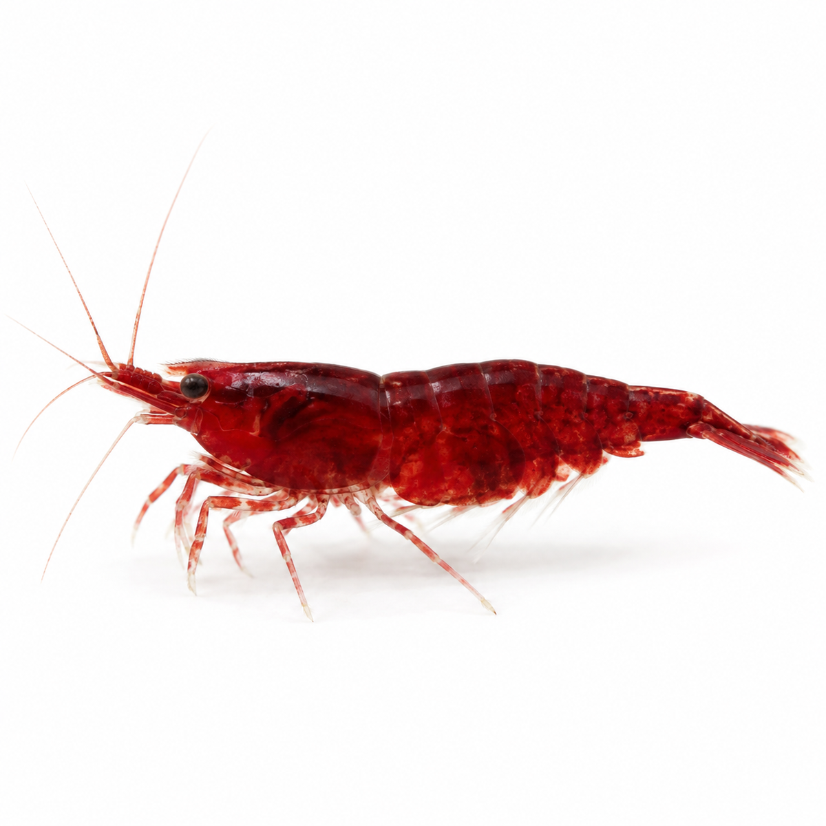 Bloody Mary Neocaridina karides - 1 adet