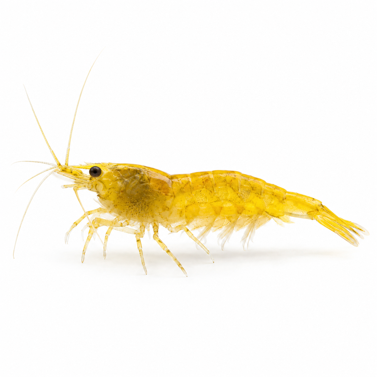 Sarı Ateş Neocaridina karides - 1 adet