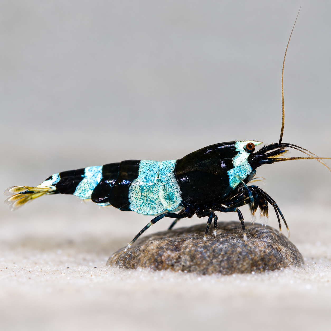 Shadow Panda SS Caridina karidesi