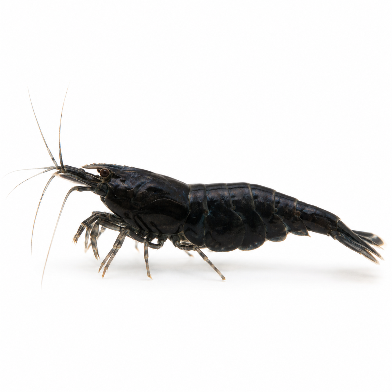 Siyah Gül Neocaridina karides - 1 adet