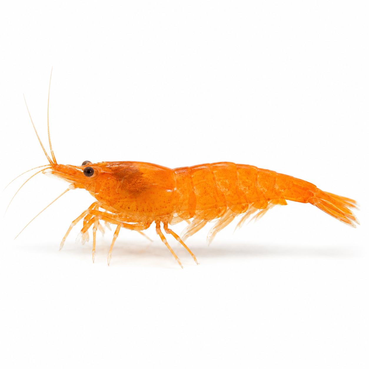 Turuncu Sakura Neocaridina karides - 1 adet